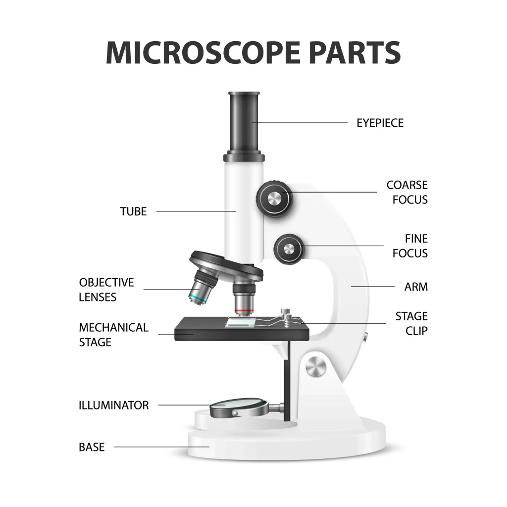 Parts Of A Microscope With Labeled Diagram And Functions Biology Notes Web