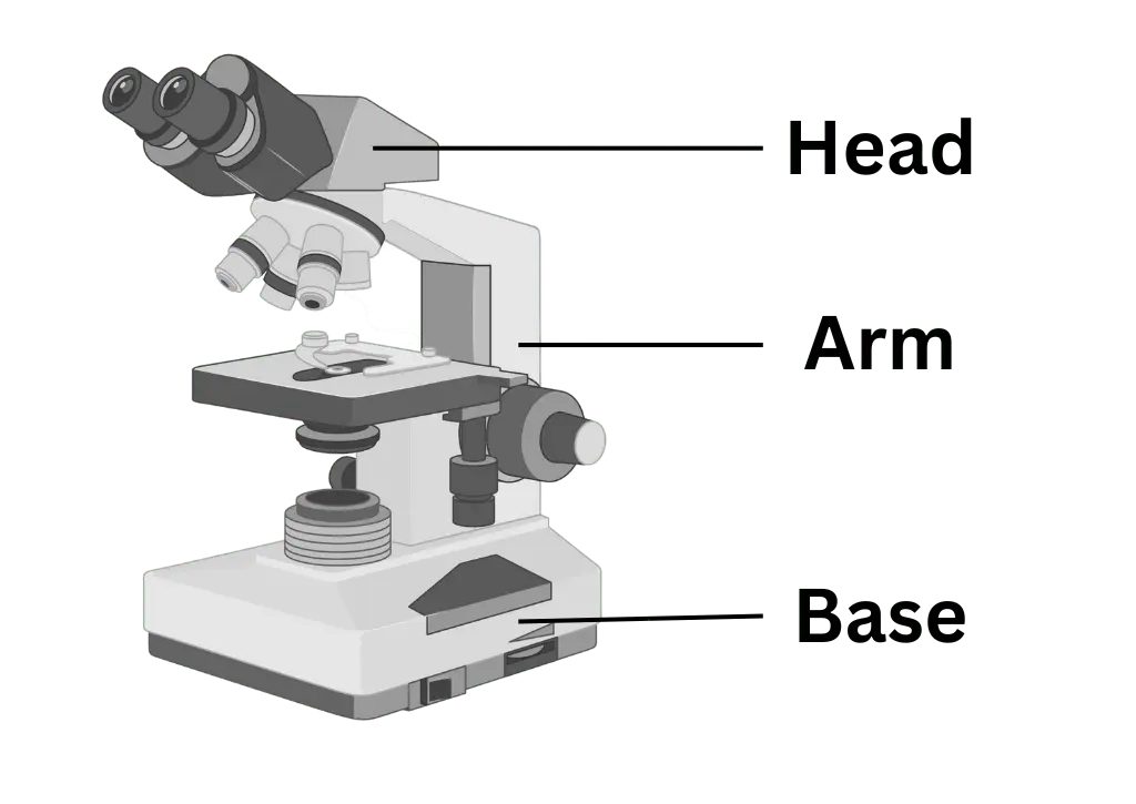 Parts of a microscope with labeled diagram and functions Biology Notes 