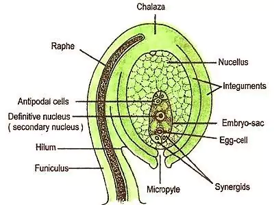 Plant Life Cycle