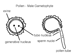 Angiosperms Life Cycle