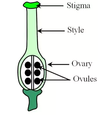 Angiosperms Life Cycle