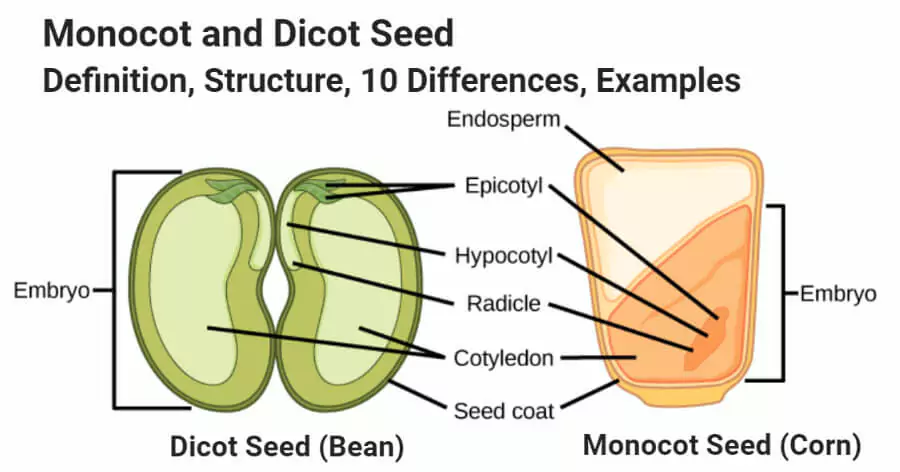 Life Cycle of Angiosperm 