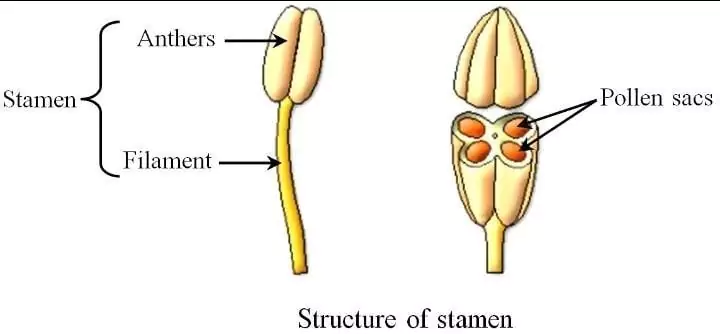 Angiosperms Life Cycle