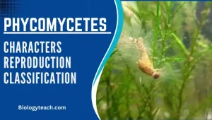 Phycomycetes