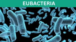 Eubacteria