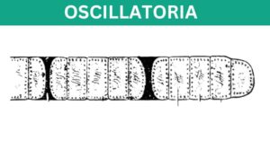 Oscillatoria