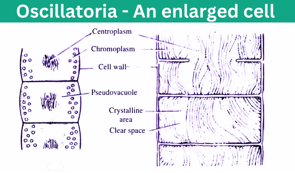 ]An enlarged cell