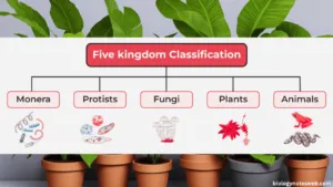 The Five Kingdom Classification System