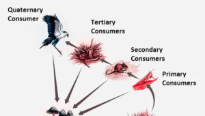 How Quaternary Consumers Help Maintain