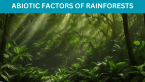 Abiotic Factors of Rainforests