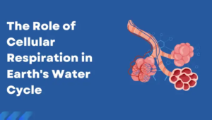 The Role of Cellular Respiration in Earth's Water Cycle