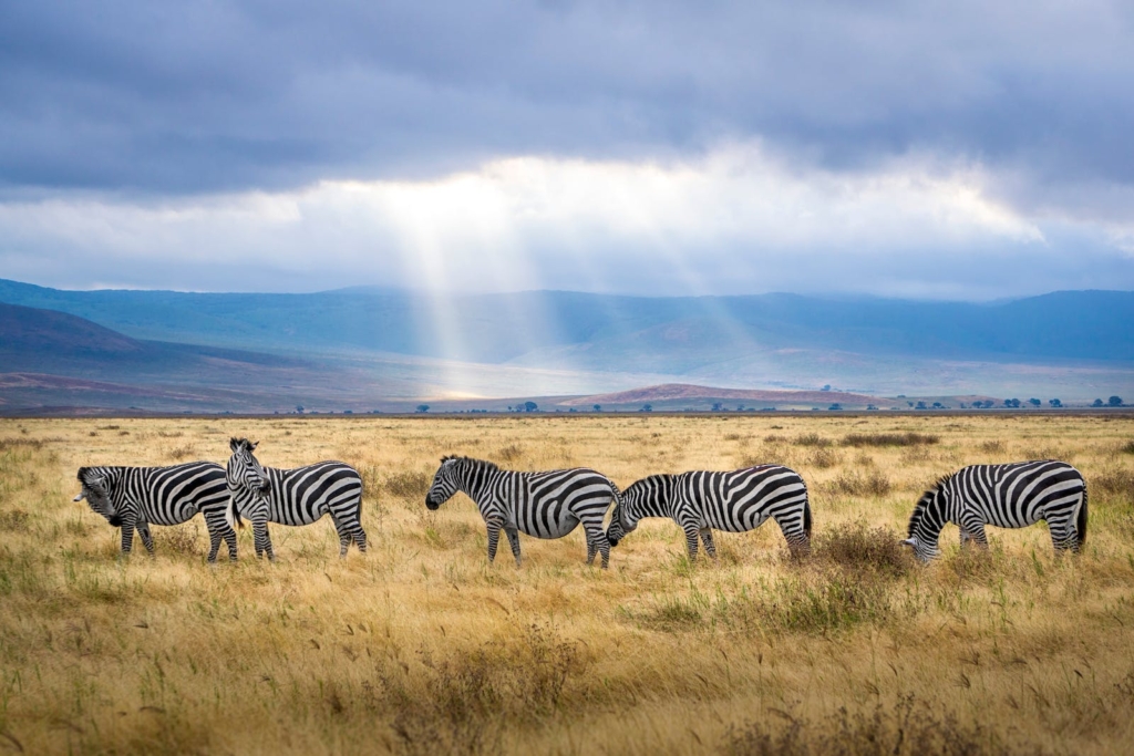 Five Zebra Grazing on Grass Field