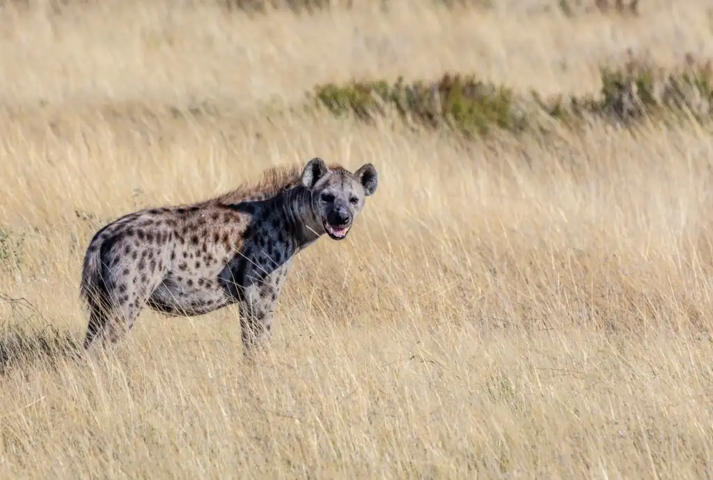 Hyenas