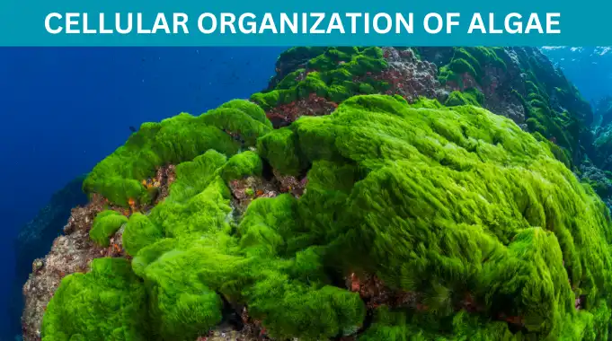 Cellular Organization of Algae