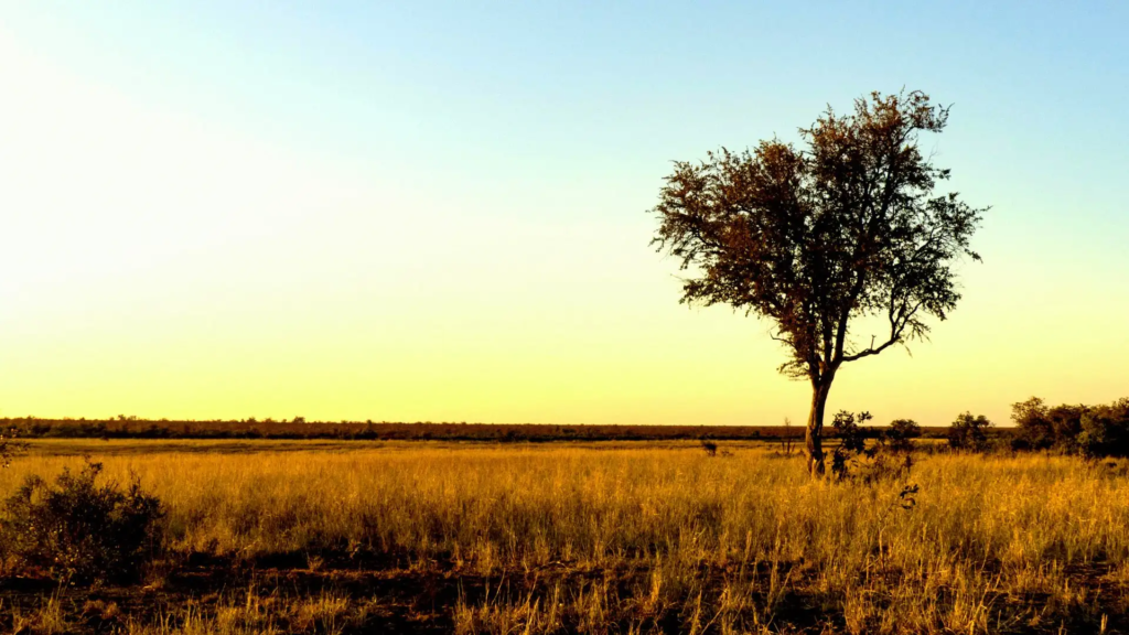 A grass savannah in South Africa (Kruger National Park)