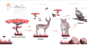 Savanna Food Chain Trophic Levels and Components Explained